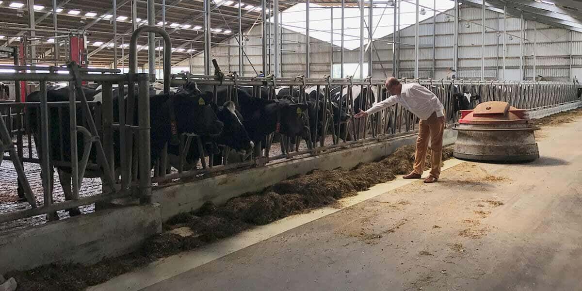 Stallbau für Milchvieh - auch das leistet das Bauunternehmen Rehhahn Bau.