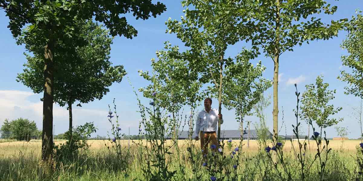 Rehhahn Bau: Energieholzanbau im Landkreis Wittenberg. Rehhahn Bau hat etwas gegen hässlich aussehende Brachflächen: Hier ein Wäldchen im Entstehen, das u. a. die Entwicklung des Bodenlebens positiv fördert.