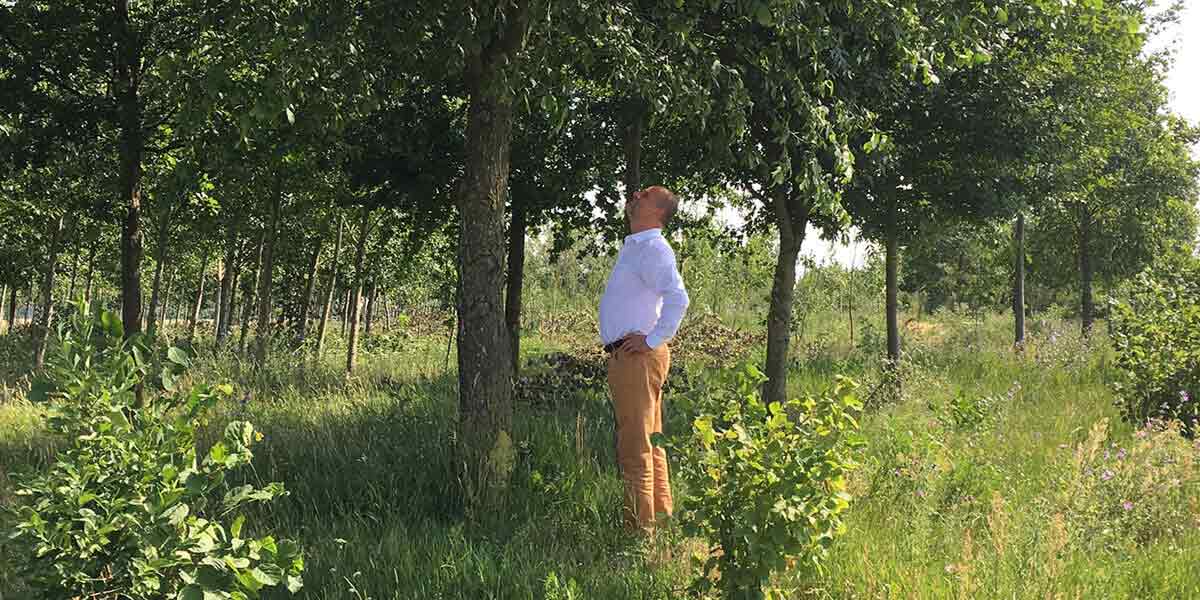 Rehhahn Bau: Auenwald Klimaholz nützt der heimischen Flora und Fauna. Rehhahn Bau: Auenwald Klimaholz nützt der heimischen Flora und Fauna.